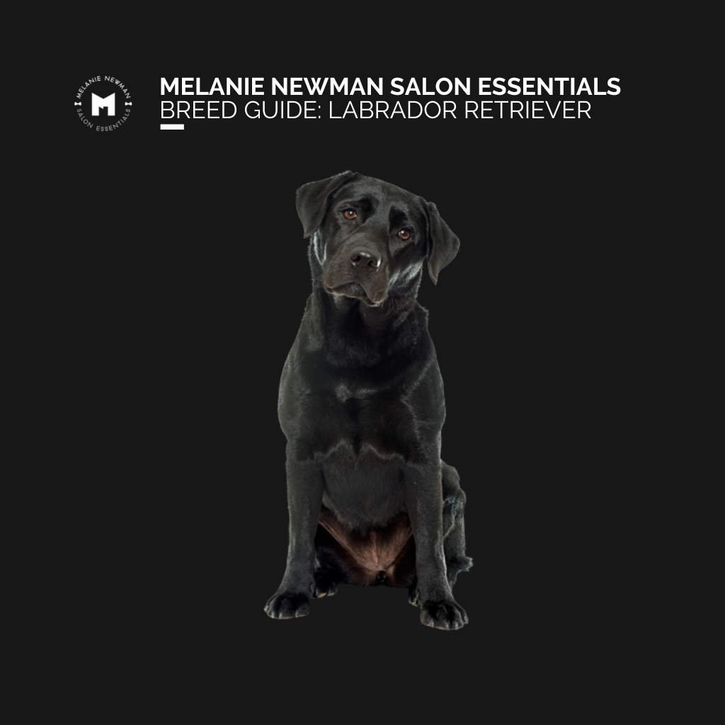 Labrador Retriever Guide