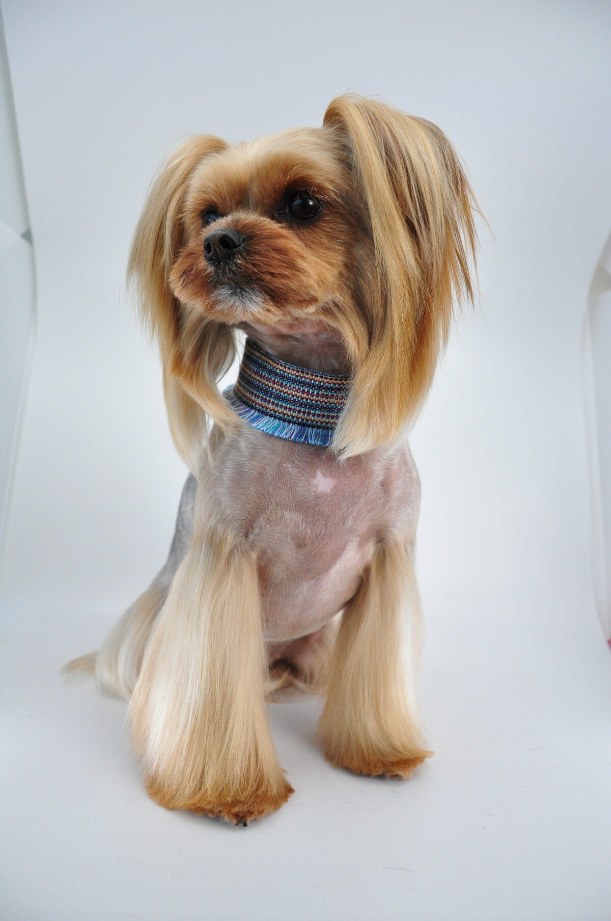 Silky groomed coat achieved with Melanie Newman Everyday