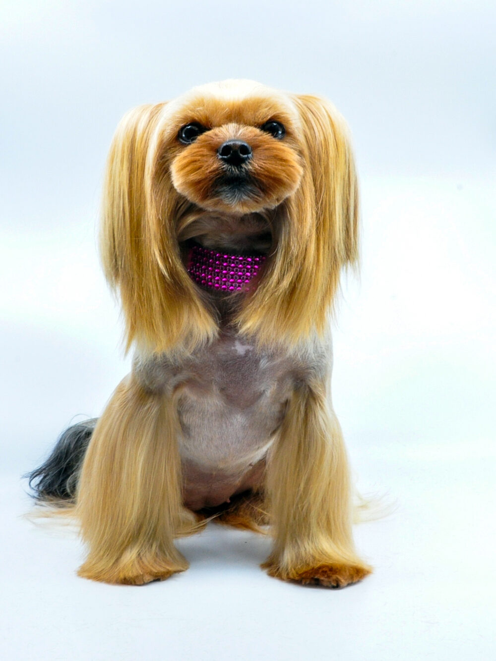 Salon-grade, home-friendly